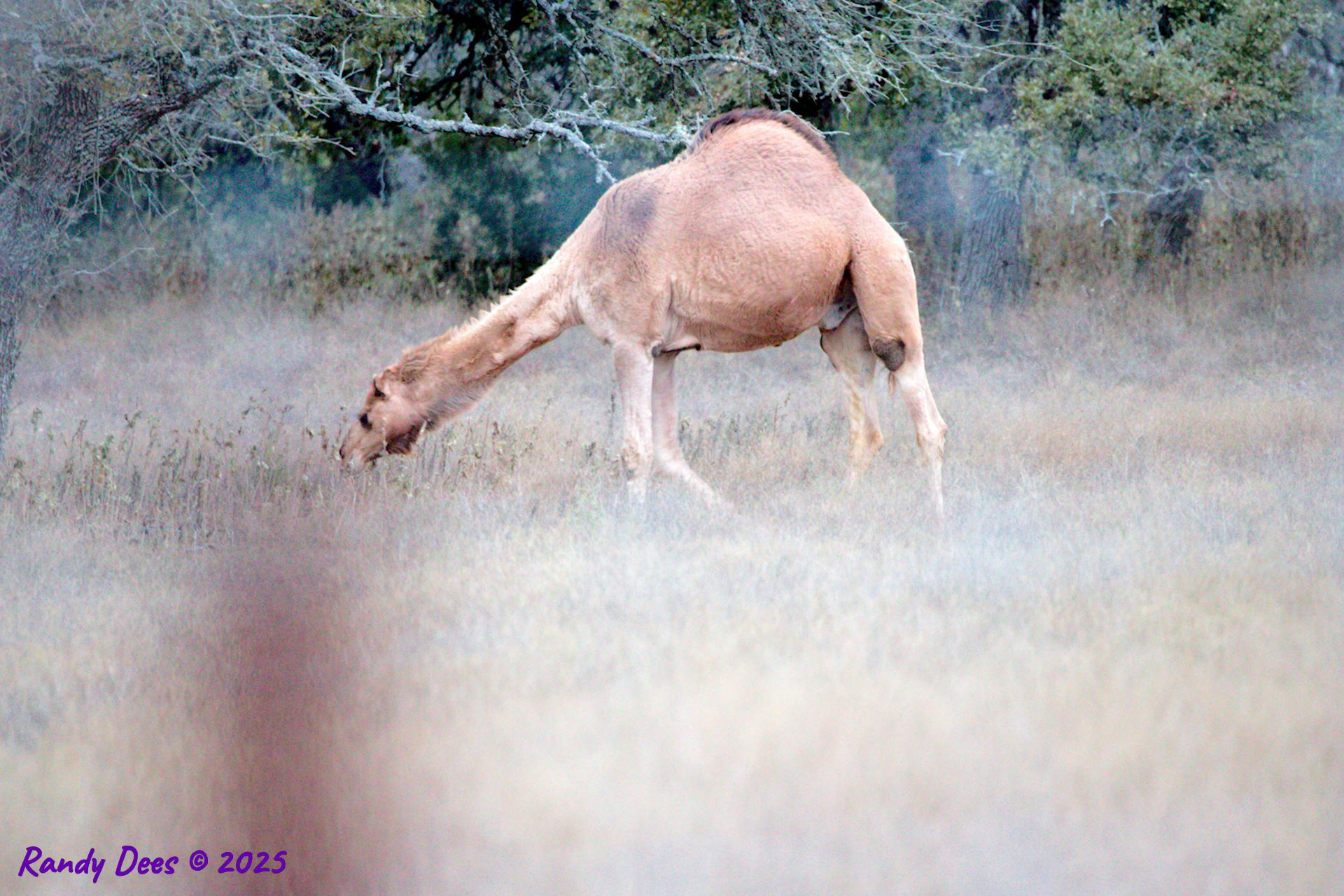 Camels in Austin