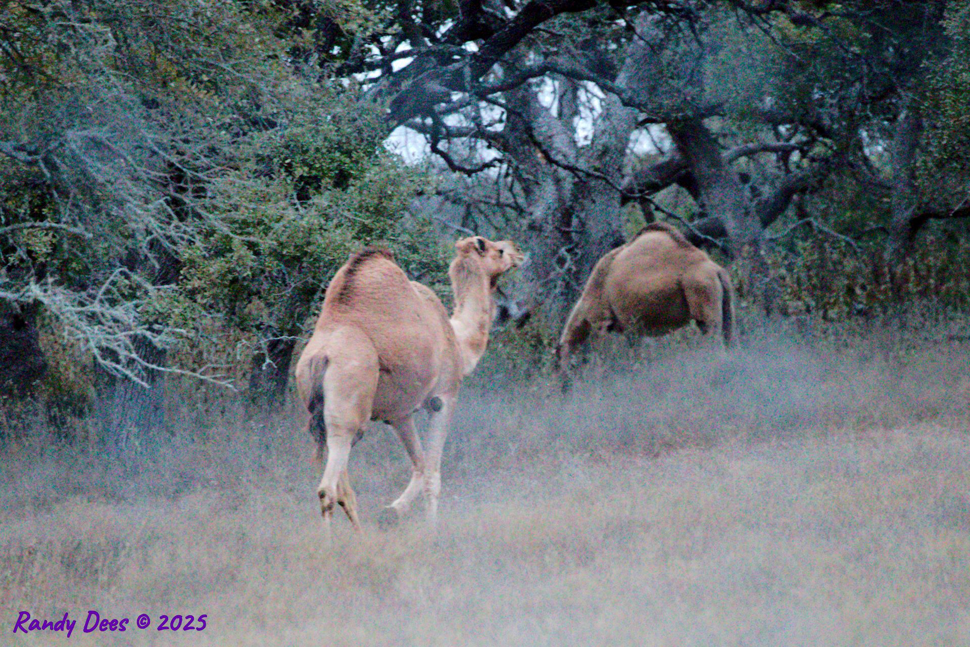 Camels in Austin