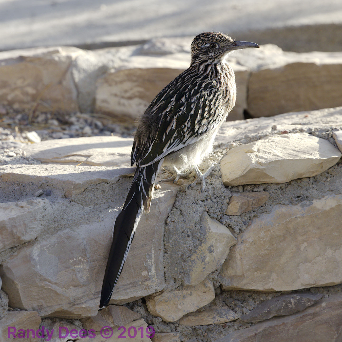 2024 Terlingua Music Bash